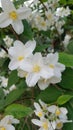 Cornus kousa white flowers Royalty Free Stock Photo