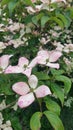 Cornus kousa white flowers Royalty Free Stock Photo