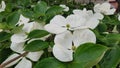 Cornus kousa white flowers Royalty Free Stock Photo