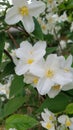 Cornus kousa white flowers Royalty Free Stock Photo