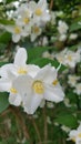 Cornus kousa white flowers Royalty Free Stock Photo