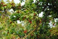 Cornus mas - Cornelian cherry, European cornel, Cornelian cherry dogwood Royalty Free Stock Photo