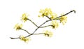 Cornus mas, the Cornelian cherry, European cornel or Cornelian cherry dogwood, is a species of flowering plant. Royalty Free Stock Photo