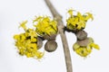 Cornus mas, Cornelian cherry, European cornel, dogwood yellow fl Royalty Free Stock Photo