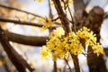 Cornus mas , Cornelian cherry, European cornel, flowering plant in the dogwood Cornaceae, native to southern Europe and middle eas Royalty Free Stock Photo