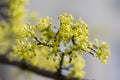 Cornus mas european tree branches during early springtime in bloom, Cornelian cherry dogwood flowering with bright yellow flower Royalty Free Stock Photo