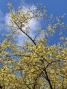 Cornus mas tree, yelllow dogwood.