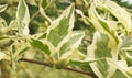 Cornus mas Variegata tree, the twig with leaves and still unripe fruit. Royalty Free Stock Photo