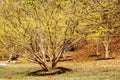 Sansuyu village, Cornus officinalis at spring in Icheon, Korea Royalty Free Stock Photo