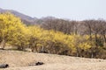 Sansuyu village, Cornus officinalis at spring in Icheon, Korea Royalty Free Stock Photo