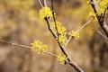 Sansuyu village, Cornus officinalis at spring in Icheon, Korea Royalty Free Stock Photo