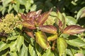 New brown colored leaves of Cornus pumila