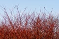 Cornus sanguinea. Brightly red branches of the tree Dogwood in the spring forest at sunset in April. Backlit sunlight