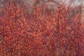 Cornus sanguinea. Brightly red branches of the tree Dogwood in the spring forest at sunset in April. Backlit sunlight