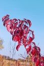 Cornus sanguinea, the common dogwood in autumn