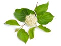 Cornus sanguinea, the common dogwood or bloody dogwood. Flowers isolated