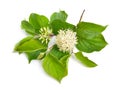 Cornus sanguinea, the common dogwood or bloody dogwood. Flowers isolated