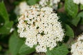 Cornus sanguinea, common dogwood, bloody dogwood white flowers