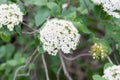 Cornus sanguinea, common dogwood, bloody dogwood white flowers