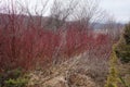 Cornus sanguinea or Midwinter fire plant