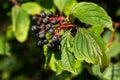 Cornus sanguinea is a perennial plant of the sod family. A tall shrub with small flowers and black inedible berries. Turf-well is