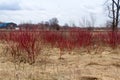 Cornus sericea plant at spring Royalty Free Stock Photo