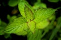 Cornus sericea whirl - Red Osier Dogwood - Leaf Symmetry Royalty Free Stock Photo