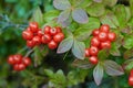 Cornus suecica - Bunchberry Royalty Free Stock Photo