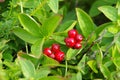 Cornus suecica, dwarf cornel or bunchberry Royalty Free Stock Photo