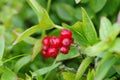Cornus suecica, dwarf cornel or bunchberry Royalty Free Stock Photo