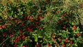 Cornus suecica, dwarf cornel, bunchberry. Red berries, foliage, sunny weather, forest plants.
