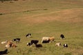 Cornwall coast with cows grazing next to Camelot Castle Hotel in Tintagel Royalty Free Stock Photo