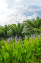 Eden Project, Cornwall Royalty Free Stock Photo