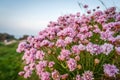 Cornwall flowers called Pink sea thrift