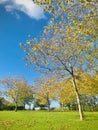 Cornwall Park Big Lawn, Autumn leaves, maple forest. Royalty Free Stock Photo