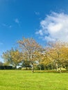 Cornwall Park Big Lawn, Autumn leaves, Vertical photo. Royalty Free Stock Photo
