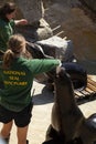 National Seal Sanctuary, UK. Trainers are feeding a sea lion