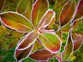 The corolful leaves of the plant are covered with rime Royalty Free Stock Photo