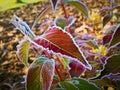 The corolful leaves of the plant are covered with rime Royalty Free Stock Photo