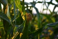 Corolla with corn plant spikelets in the rays of the setting sun Royalty Free Stock Photo