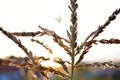 Corolla with corn plant spikelets in the rays of the setting sun Royalty Free Stock Photo