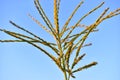 Corolla with corn plant spikelets in the rays of the setting sun Royalty Free Stock Photo