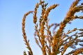 Corolla with corn plant spikelets in the rays of the setting sun Royalty Free Stock Photo