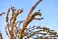 Corolla with corn plant spikelets in the rays of the setting sun Royalty Free Stock Photo