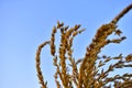 Corolla with corn plant spikelets in the rays of the setting sun Royalty Free Stock Photo