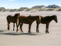 Corolla Wild Horses at Carova Beach on the Outer Banks of North Carolina Royalty Free Stock Photo