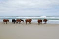 Corolla wild horses Royalty Free Stock Photo