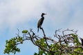 Coromorant perched high in a tree above Rio Lagartos in Celestun Royalty Free Stock Photo