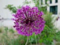 Corona flower - purple beuty