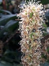 Corona flower in turkey